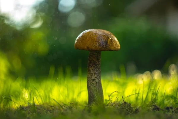 Hongo Comestible Con Una Pierna Blanca Una Gorra Roja Crece — Foto de Stock