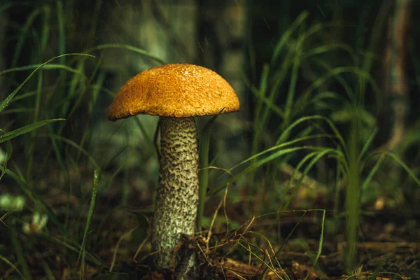 Yaz Ormanında Beyaz Bacaklı Kırmızı Şapkalı Yenilebilir Mantar Boletus Mantar — Stok fotoğraf