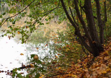 Parkta sonbahar yaprakları