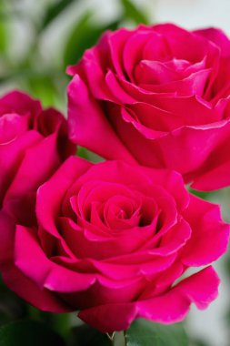 Bahçede pembe güller