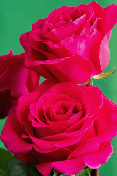 Roses Roses Sur Fond Vert — Photo
