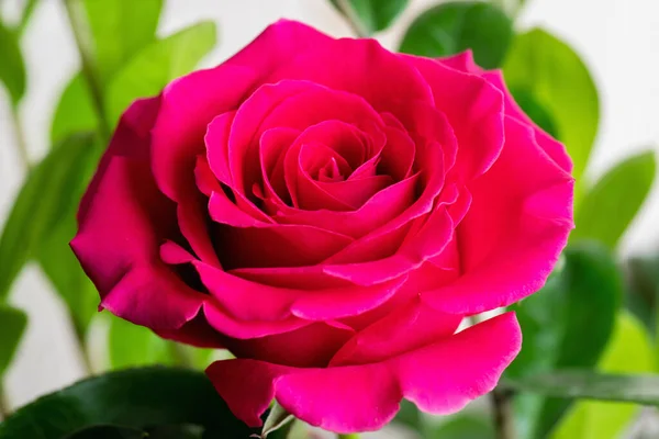 Rosa Jardín —  Fotos de Stock