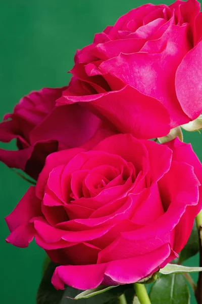 Rosas Rosadas Sobre Fondo Verde —  Fotos de Stock