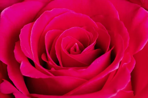 Close Rosa Rosa — Fotografia de Stock