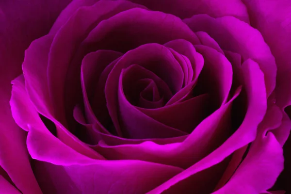 Gros Plan Rose Rose — Photo