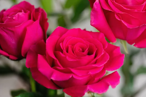Rosas Rosa Jardim — Fotografia de Stock