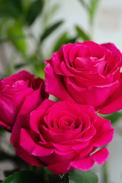 Rosas Rosa Jardim — Fotografia de Stock