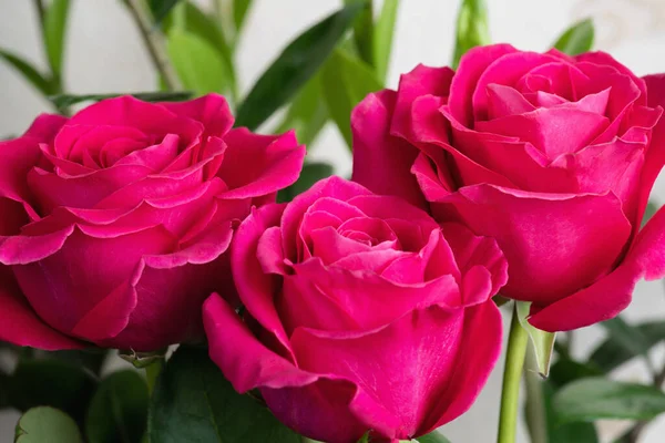 Rosas Rosadas Jardín —  Fotos de Stock