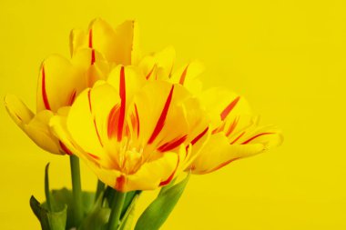 Sarı arka planda sarı laleler