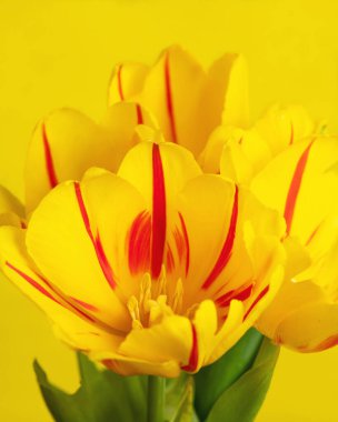 Sarı arka planda sarı laleler