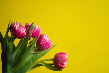 Sarı arka planda pembe laleler.