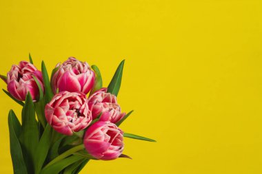 Sarı arka planda pembe laleler.