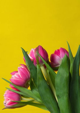 Sarı arka planda pembe laleler.