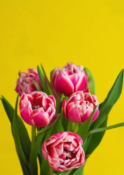Strauß Rosa Tulpen Auf Gelbem Hintergrund — Stockfoto