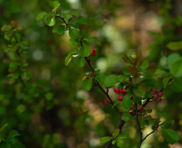 Red Buds Quince Flowers Garden Green Blurred Background — Stock Photo, Image