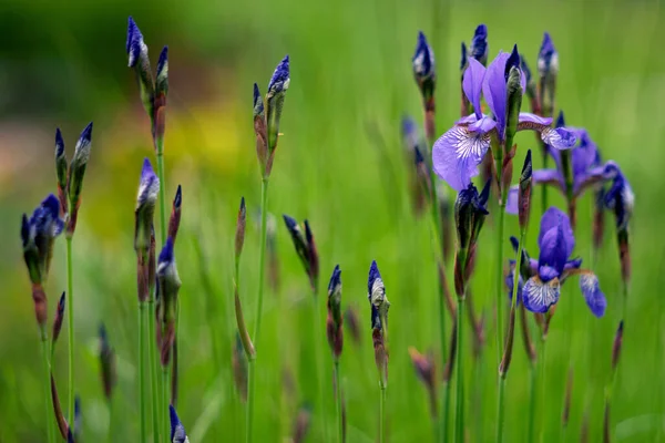 Blue Irises Green Background — Stock Photo, Image