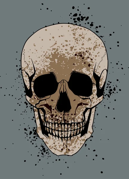 Calavera humana — Vector de stock