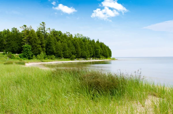 Tall grass with coast line — Stock Photo, Image