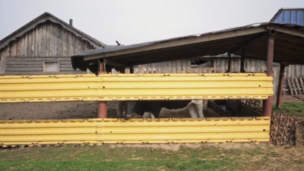 一头黑白相间的奶牛站在一座黄色金属栅栏后面的农场上 — 图库视频影像