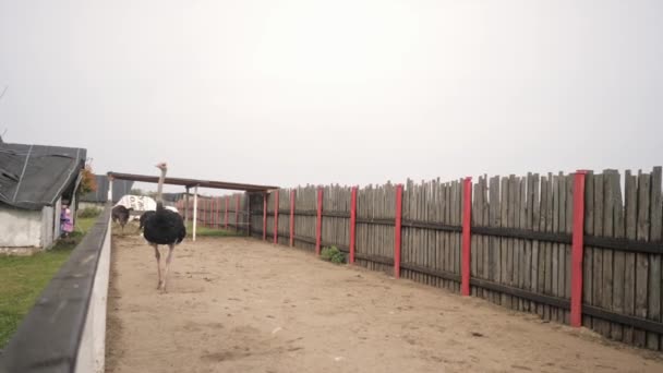 Dos avestruces caminan en su recinto en el zoológico. Buen mantenimiento de los animales salvajes. — Vídeos de Stock