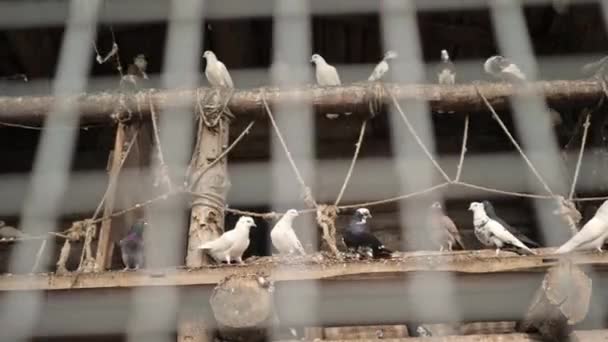 Large spacious pigeon house made in a rustic style with pigeons inside — Stock Video