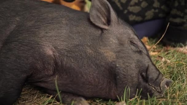 Una mujer y un niño pequeño acarician a un cerdo negro que yace en la hierba. — Vídeos de Stock