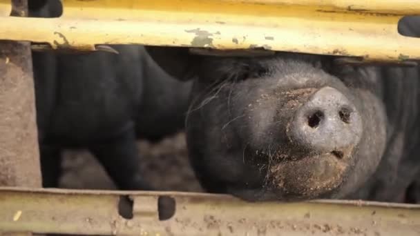 El cerdo negro se mantiene durante años en un corral detrás de una valla de madera. — Vídeo de stock