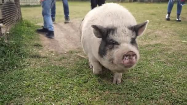 A pig walking around the farm comes right up to the camera. — Stock Video