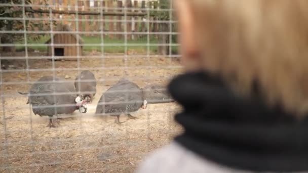 Ein kleiner Junge blickt neugierig auf das Perlhuhn-Gehege im Zoo. — Stockvideo