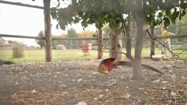Gouden fazant in zijn leefruimte in de dierentuin. — Stockvideo