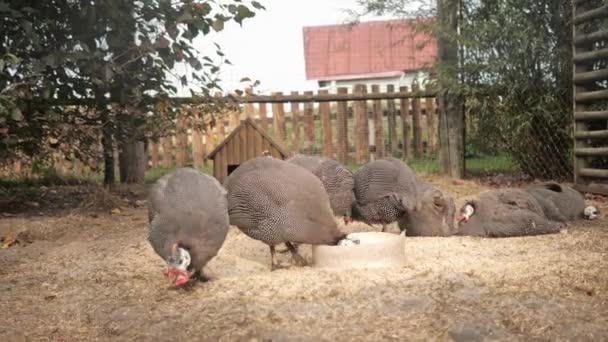 Guineafåglar i ett rymligt zoo. — Stockvideo