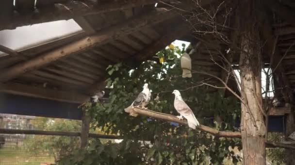 Large spacious pigeon house made in a rustic style with pigeons inside — Stock Video