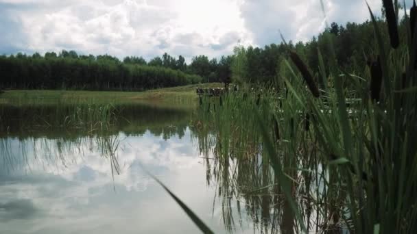 Bellissime canne sulla riva di un raffinato lago — Video Stock