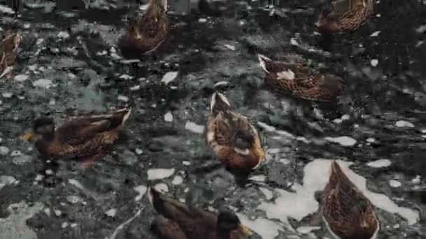 Um cisne nada em um bando de patos. O conceito de um estranho em uma nova empresa — Vídeo de Stock