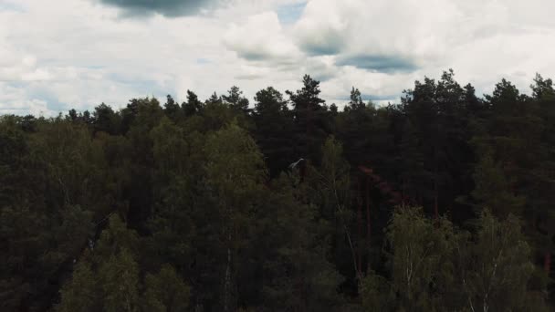 Bir balıkçıl ormanın kenarındaki yeşil bir çam ağacının tepesinde oturur. — Stok video