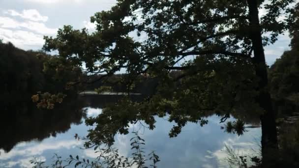 Καλοκαιρινό πλαίσιο μιας όμορφης βελανιδιάς στην όχθη του ποταμού. — Αρχείο Βίντεο