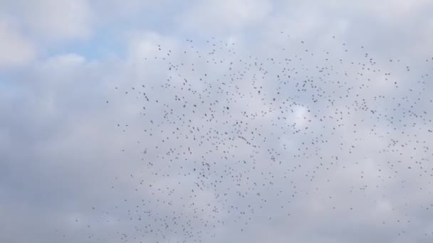 O turmă de păsări migratoare mici zboară pe cerul albastru cu nori — Videoclip de stoc