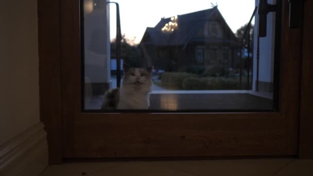 Кот сидит за стеклянной дверью и просит разрешения войти в дом.. — стоковое видео