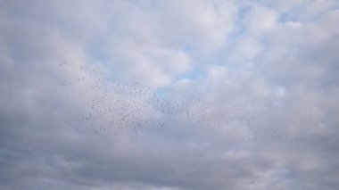 Göç eden küçük bir kuş sürüsü bulutlu mavi gökyüzünde uçuyor.