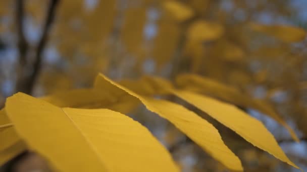 Close-up de belas folhas amarelas de outono em um galho de árvore — Vídeo de Stock