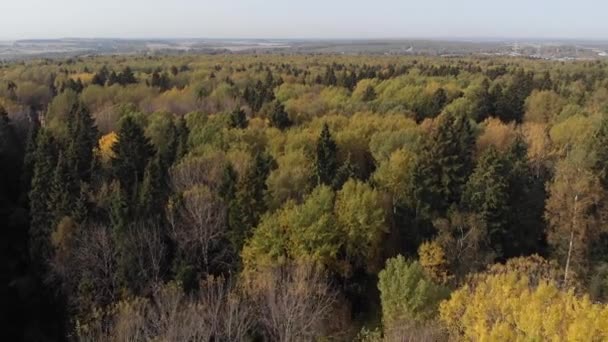 Kamera açık güneşli bir günde sonbaharda yaprak döken ormanın üzerinde uçar.. — Stok video