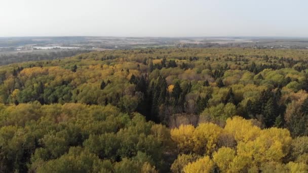 在晴朗的晴天，照相机在秋天落叶的森林上空飞得高高的. — 图库视频影像