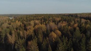 Kamera güneşli bir günde güzel bir sonbahar ormanına iniyor. 4K hava görüntüsü