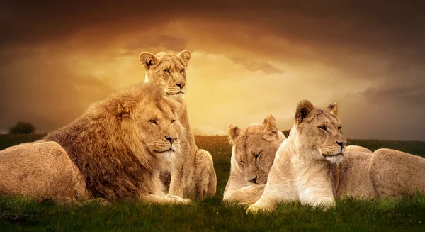 Lions africains reposant dans l'herbe verte . — Photo