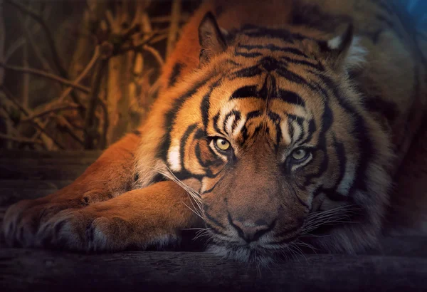 Descansando tigre siberiano — Fotografia de Stock