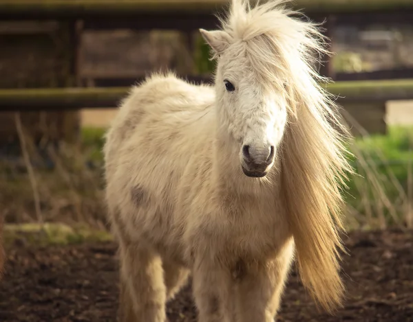 Krásný bílý kůň Shetaland pony — Stock fotografie