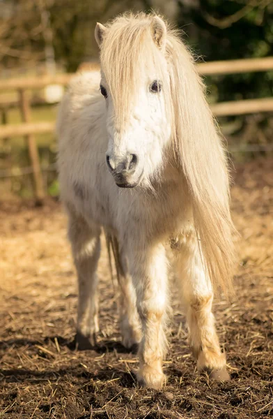 Hermoso caballo de pony blanco de Shetaland — Foto de Stock