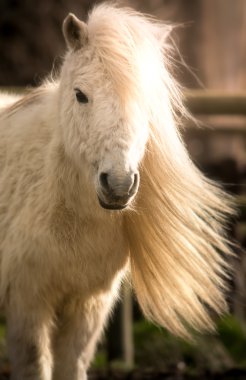 Güzel beyaz Shetaland midilli at