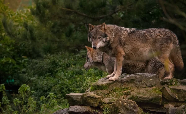 Wolves standing on a rock — Stock Photo, Image