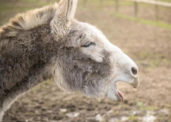 Closeup donkey portrait — Stock Photo, Image